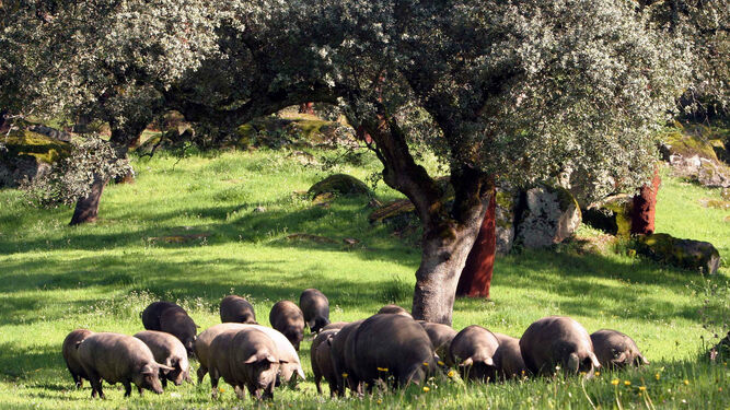 Un grupo de cerdos pasta en una dehesa de Los Pedroches.