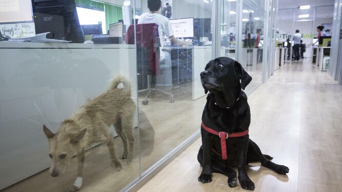 La sede central de Tiendanimal en Málaga, donde los perros de los empleados son bienvenidos.
