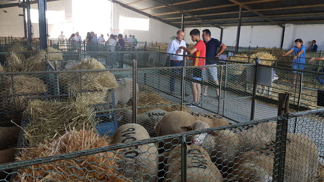 Cabezas de ganado ovino de la muestra del año pasado.