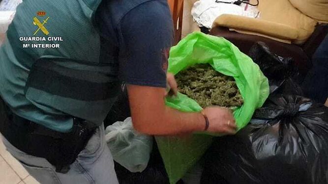 Cogollos de marihuana requisados por la Guardia Civil de Córdoba.