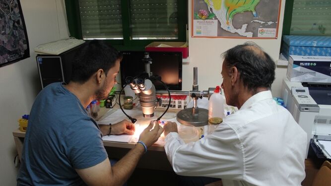 Investigadores del grupo de Ecología de la UCO analizan una muestra de mosquito  tigre.