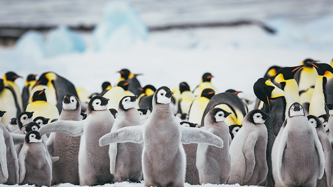 Crías de pingüino en la Antártida