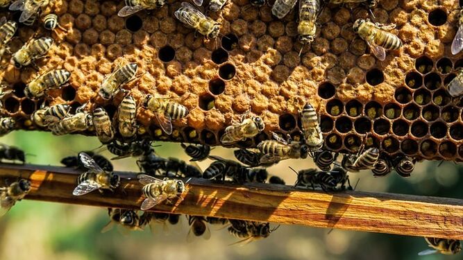 La apicultura onubense encabeza la producción ecológica andaluza con casi 10.500 colmenas certificadas