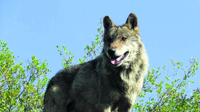 Un lobo  ibérico, en una imagen tomada por un técnico de la Consejería de Medio Ambiente.
