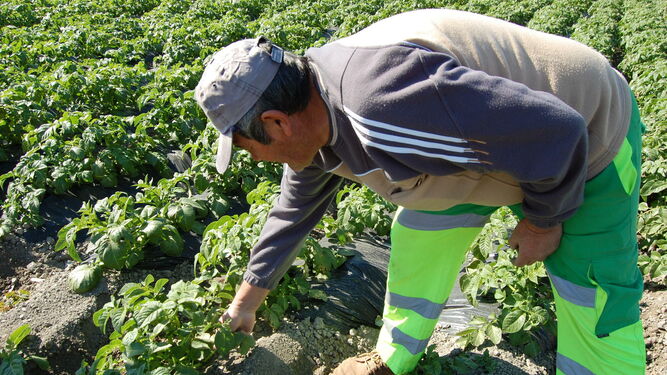 Un agricultor revisa su plantación de patatas.