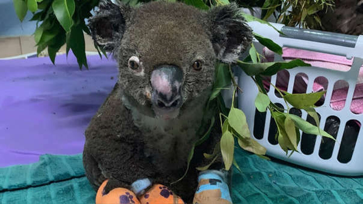 El koala Lewis.