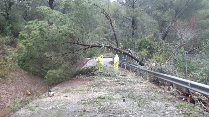 Carretera a Villaharta, afectada por la ca&iacute;da de un pino.