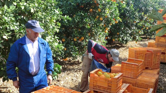 Dos personas trabajan en la recolección de la naranja en una finca de Palma del Río.