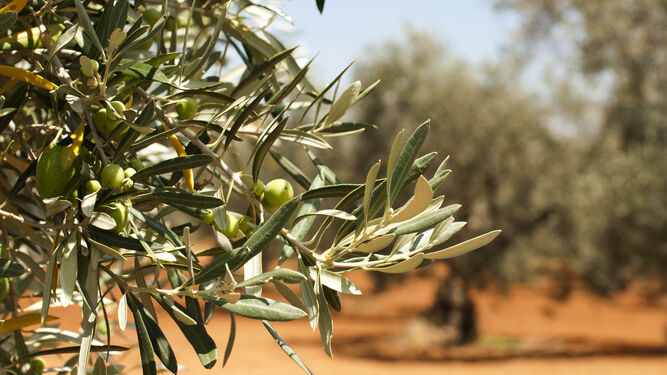 Plantación de olivo.