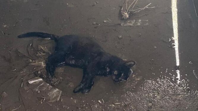 Uno de los gatos envenenados en Peñarroya-Pueblonuevo.