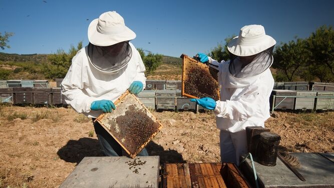 Apicultores recolectan miel.