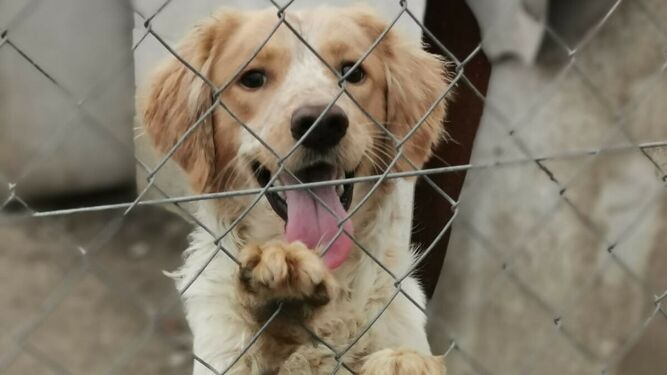 Uno de los perros rescatados en el refugio de la protectora Segunda Oportunidad.