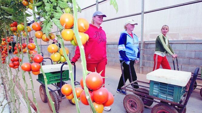 Con la investigación sobre tomate se puede adecuar el fruto a la demanda del consumidor