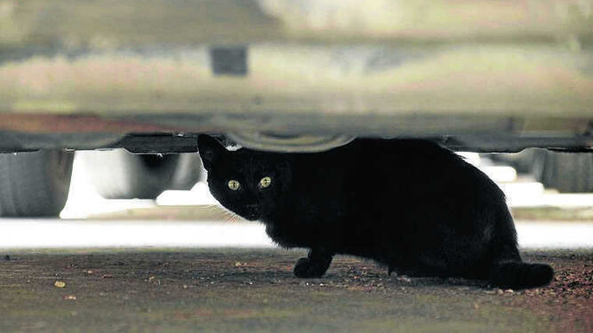 Un gato se esconde debajo de un automóvil.