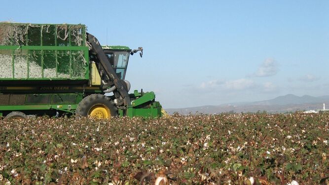 Una cosechadora realiza trabajos de recolección en un campo de algodón.