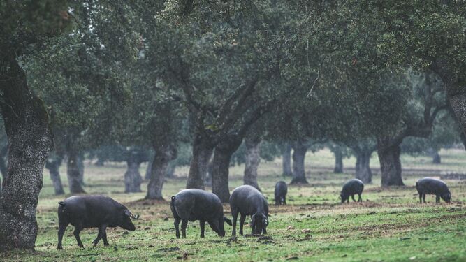 Cerdos ibéricos en la montanera de Los Pedroches.