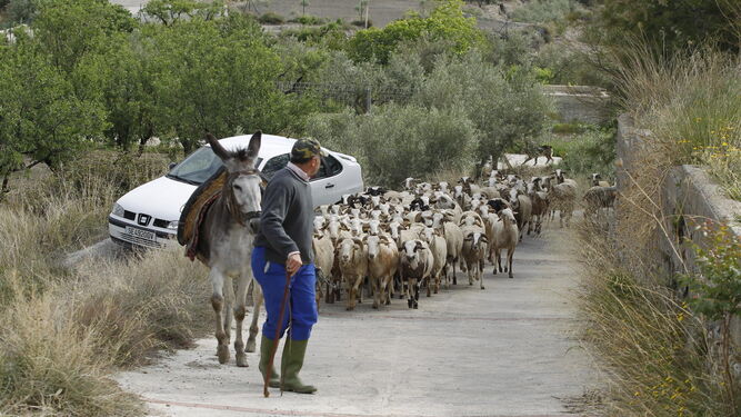 Un pastor guía a su rebaño de cabras.