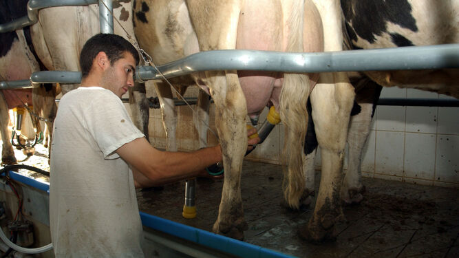 Granja de vacuno de leche en Los Pedroches.