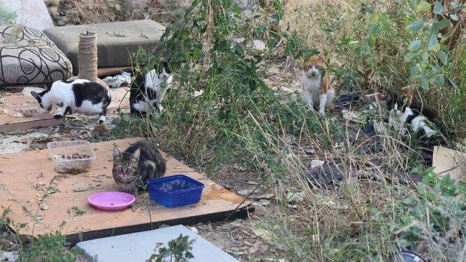 Colonia de gatos en una parcela abandonada.