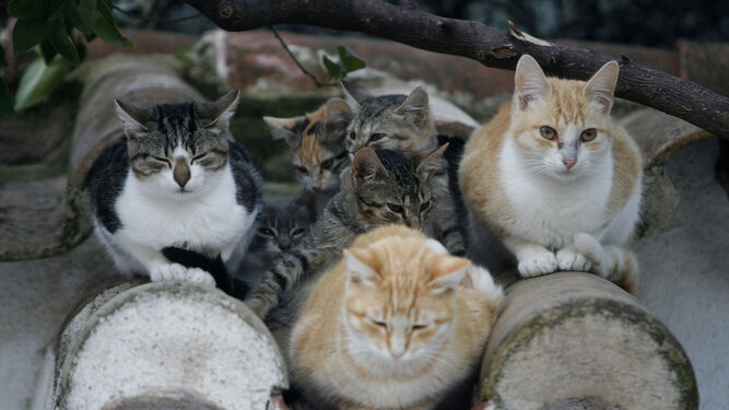 Varios gatos resguardándose del frío.