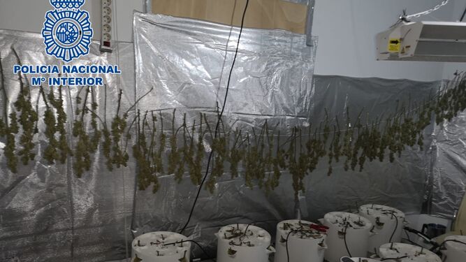 Plantación de marihuana intervenida por la Policía Nacional en Cabra.