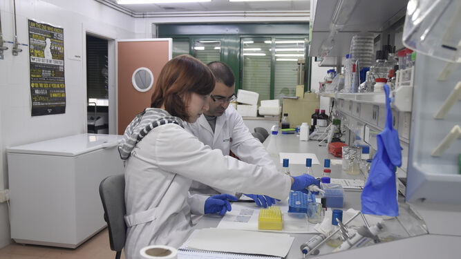 Investigadores de la UCO en un laboratorio de Rabanales.