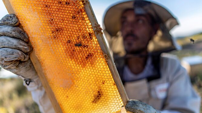 Un apicultor recoge miel de una colmena.