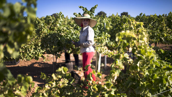 Una vendimiadora trabaja en unas viñas de Montilla-Moriles.