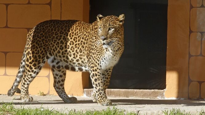 El leopardo de Sri Lanka, una de las especies más llamativas del zoo de Córdoba.