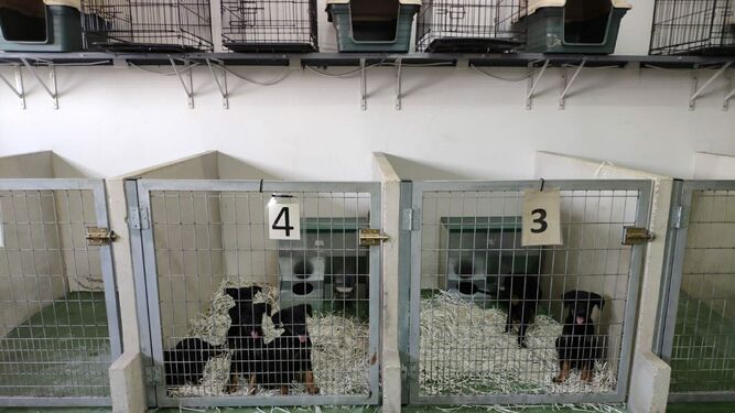 Varios cachorros en el centro de control animal de Sadeco.