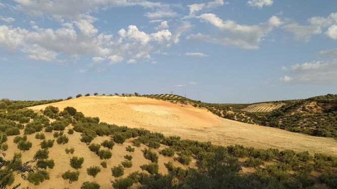 Paisaje de olivar en Almedinilla, con zonas erosionadas y sin vegatación.
