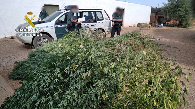 Marihuana intervenida en El Villar, pedanía de Fuente Palmera.