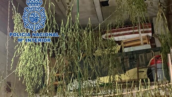 Secadero de marihuana de interior intervenido en Las Moreras.