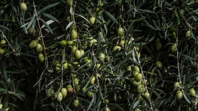 Un olivar en un campo español