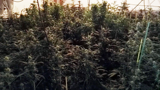 Imagen de archivo de una plantación 'indoor' de marihuana.