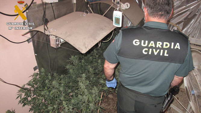 Marihuana intervenida por la Guardia Civil en Cañete de las Torres.