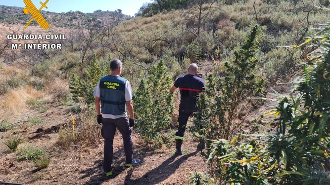 Plantación de marihuana desmantelada junto al pantano del Arenoso.