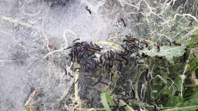 Un nido de oruga peluda esta semana en la Campiña de Córdoba.