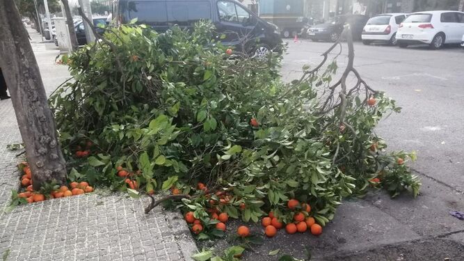 Naranjo caído en mitad de la calle.