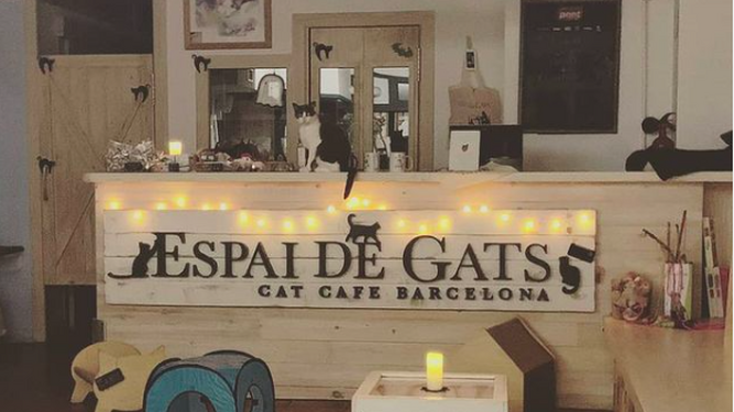 ¿Conoces los cat-cafés españoles? Espacios para los amantes de los gatos