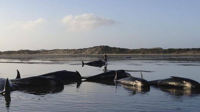 Unas cincuenta ballenas se quedan varadas en una playa de Nueva Zelanda