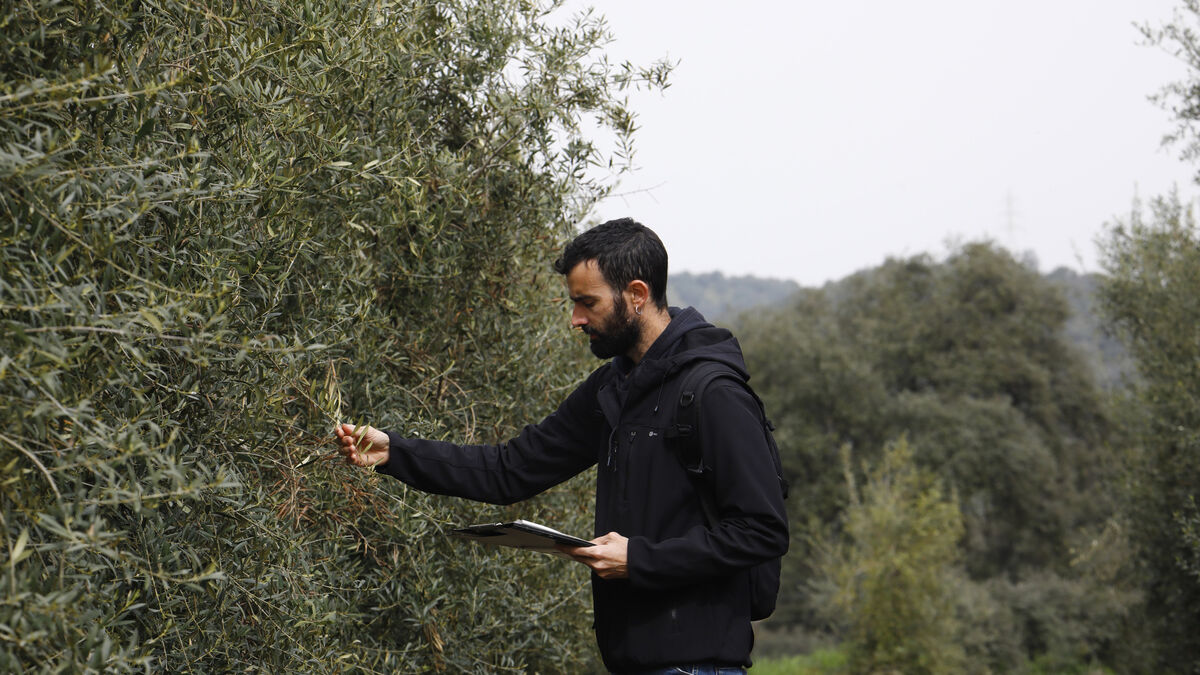 Un investigador de la UCO trabaja en la variedad de olivo 'Xikitita' en Rabanales.