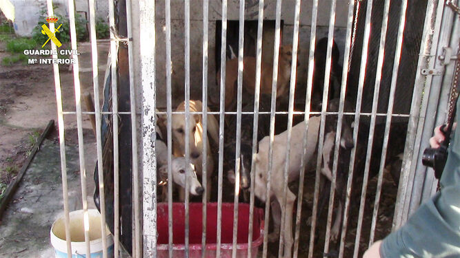 Perros hacinados en una jaula.