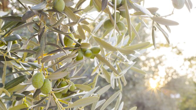 Ramas de olivo cargadas de aceitunas.