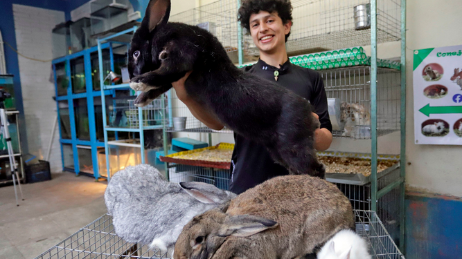 Un estudiante cría los conejos más grandes del mundo