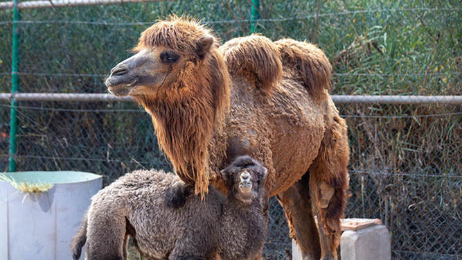 Nacen en España dos crías de camellos en peligro de extinción