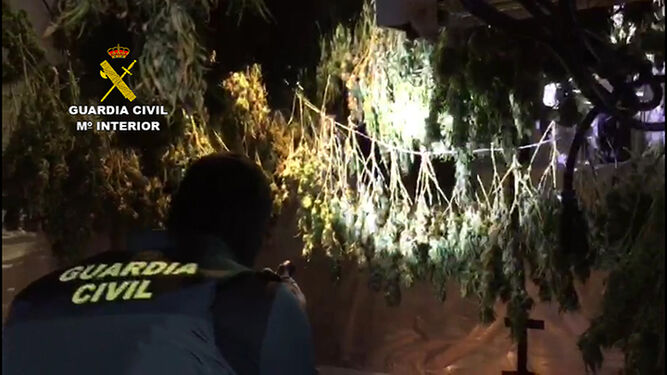 Plantas de marihuana intervenidas en Puente Genil.