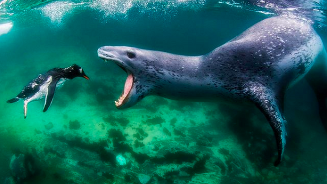 La increíble historia de este loco fotógrafo submarino y las impresionantes imágenes captadas