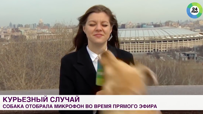 Un perro le roba en directo el micrófono a una reportera y esto es lo que pasa