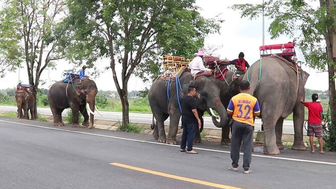 Los elefantes de Tailandia regresan a sus casas tras no haber turistas